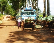 Cycling trip: Local bullock carts